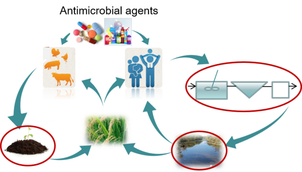 Diagram of antibiotic resistance