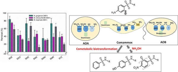 Cometabolic biotransformation and microbial-mediated abiotic transformation of sulfonamides by three ammonia oxidizers.