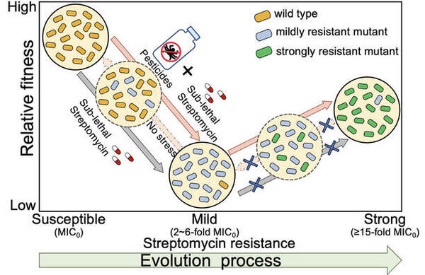  Pesticides drive evolutionary trajectories toward strong and irreversible antibiotic resistance in Escherichia coli populations under low-level streptomycin selection