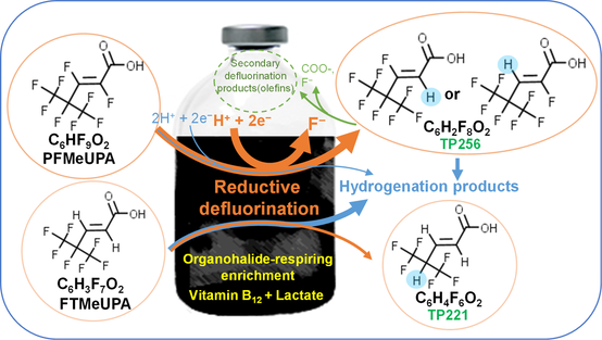 Microbial cleavage of C−F bonds in two C6 per- and polyfluorinated compounds via reductive defluorination