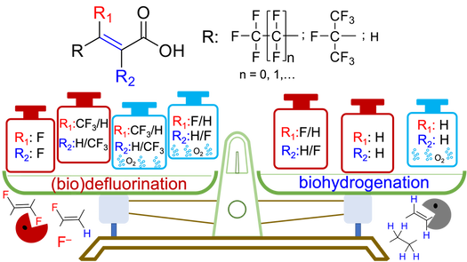 Microbial defluorination of unsaturated per- and polyfluorinated carboxylic acids under anaerobic and aerobic conditions: a structure specificity study