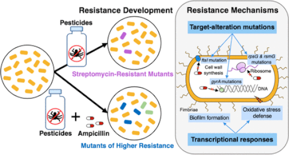 Exposure to environmental levels of pesticides stimulates and diversifies evolution in Escherichia coli toward Higher Antibiotic Resistance