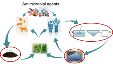 Diagram of antibiotic resistance