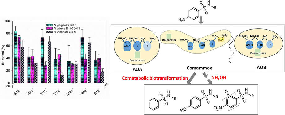 Cometabolic biotransformation and microbial-mediated abiotic transformation of sulfonamides by three ammonia oxidizers.
