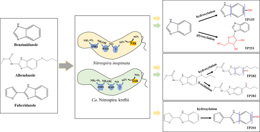 Benzimidazole fungicide biotransformation by comammox Nitrospira bacteria: transformation pathways and associated proteomic responses