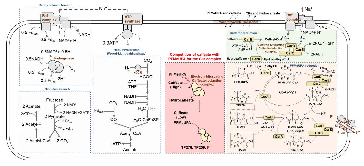 Electron bifurcation and fluoride efflux systems implicated in defluorination of perfluorinated unsaturated carboxylic acids by Acetobacterium spp